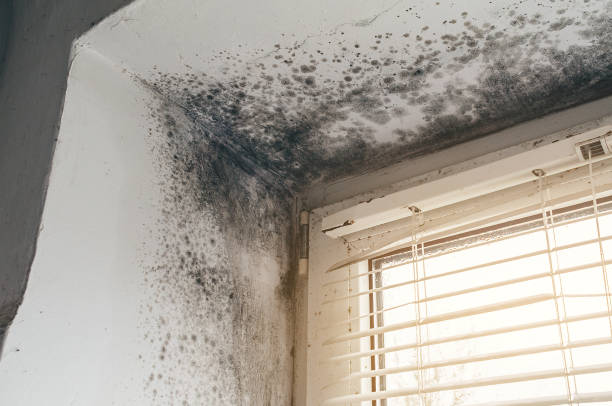 Affordable Basement Mold Removal solutions in Saint Inigoes, MD